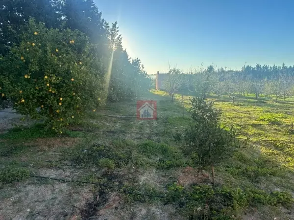 Ferme à Grombalia avec 2 Villas de Maître et Vergers Productifs