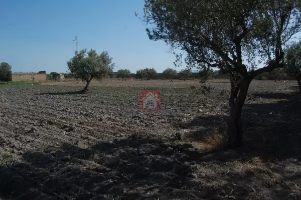 Vente de ferme de 300 hectares à Ben Arous