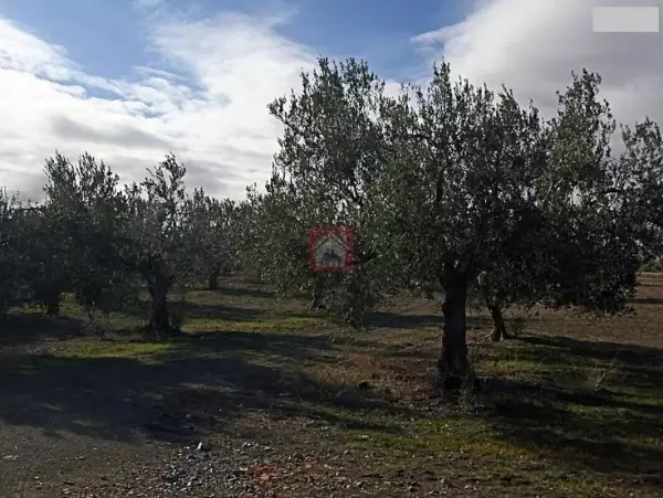 Vente de ferme de 300 hectares à Ben Arous