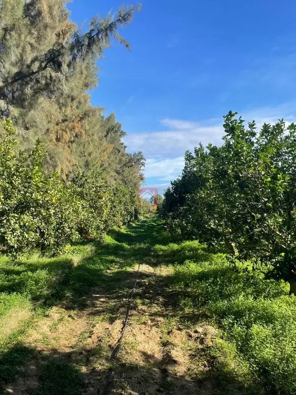 Vente de ferme de 300 hectares à Ben Arous
