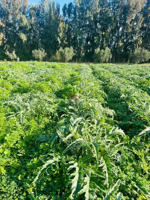 Vente de ferme de 300 hectares à Ben Arous