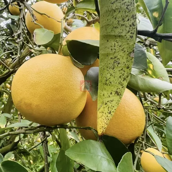 Vente de ferme de 300 hectares à Ben Arous