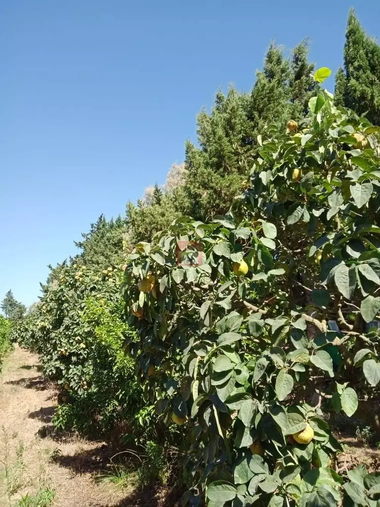 Terrain agricole à vendre de 11 hectares à Echrifet Soliman
