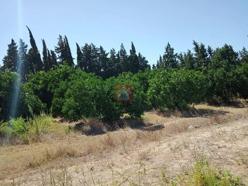 Terrain agricole à vendre de 11 hectares à Echrifet Soliman