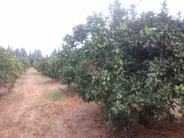 Terrain agricole à vendre de 11 hectares à Echrifet Soliman