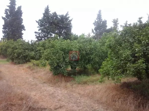 Terrain agricole à vendre de 11 hectares à Echrifet Soliman