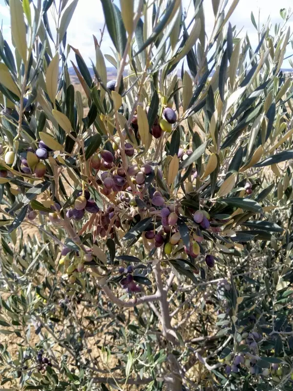 À Vendre Ferme à Bir Bouregba de 4.1 hectares