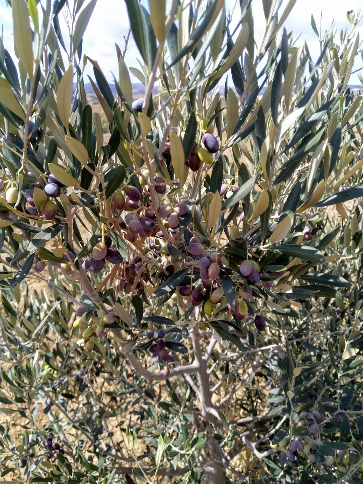 À Vendre Ferme à Bir Bouregba de 4.1 hectares