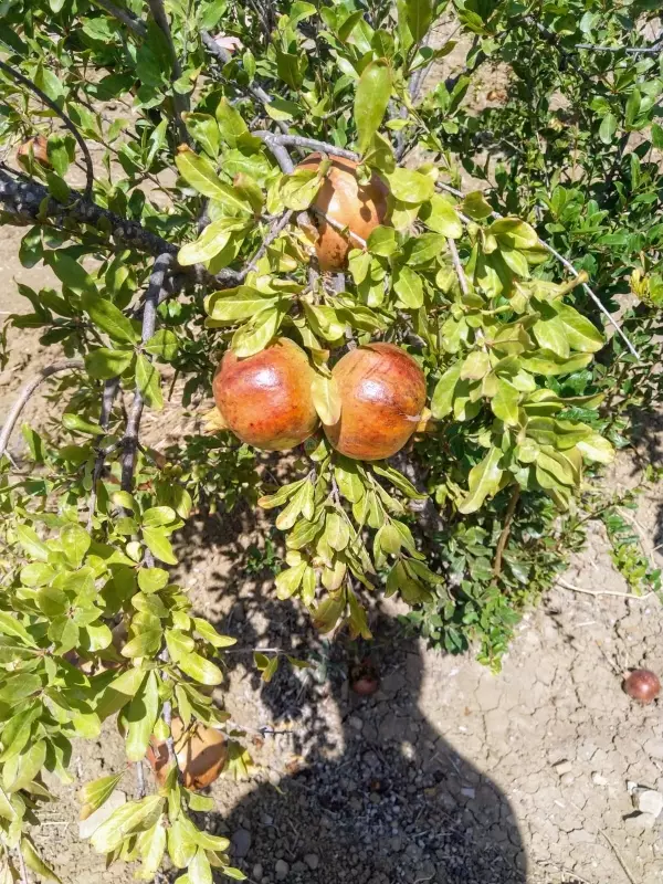 À Vendre Ferme à Bir Bouregba de 4.1 hectares