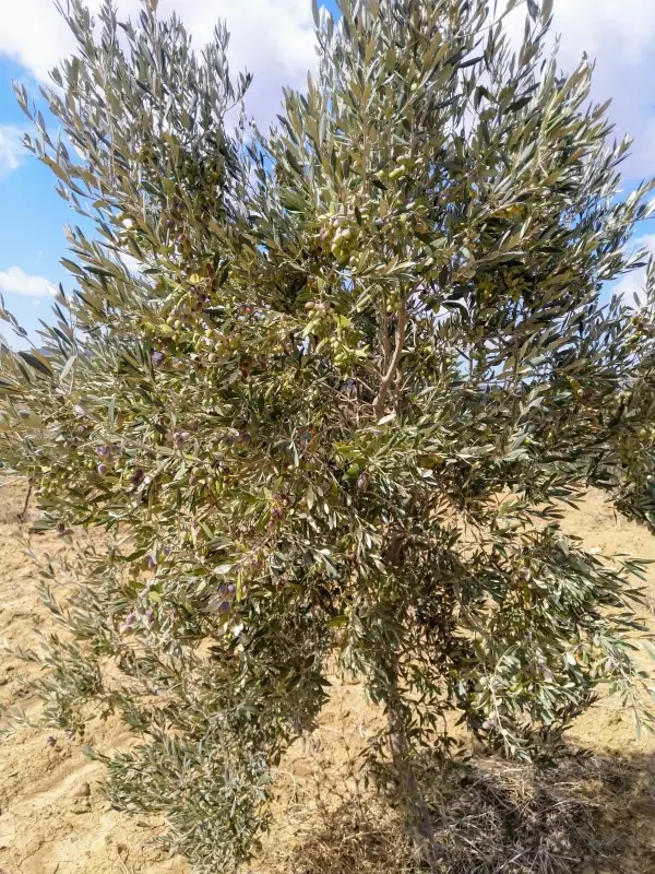 À Vendre Ferme à Bir Bouregba de 4.1 hectares