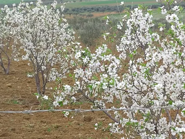 À Vendre Ferme à Bir Bouregba de 4.1 hectares