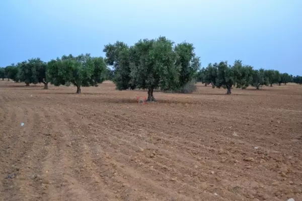 A Vendre Un Terrain De 6,75 Hectares A Bir Mcherga