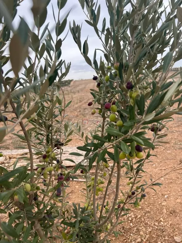 A Vendre Un Terrain De 6,75 Hectares A Bir Mcherga